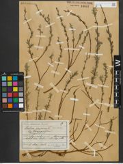 Foto von Salix repens subsp. rosmarinifolia (L.) Andersson